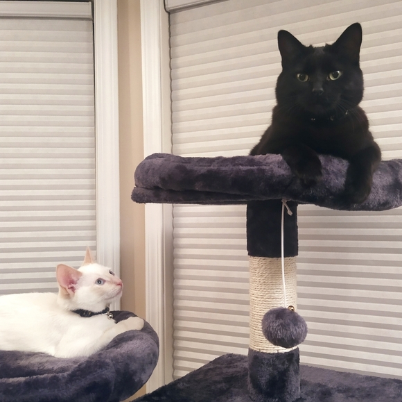 Meet your Posher, Josephine - Picture 2 of 2